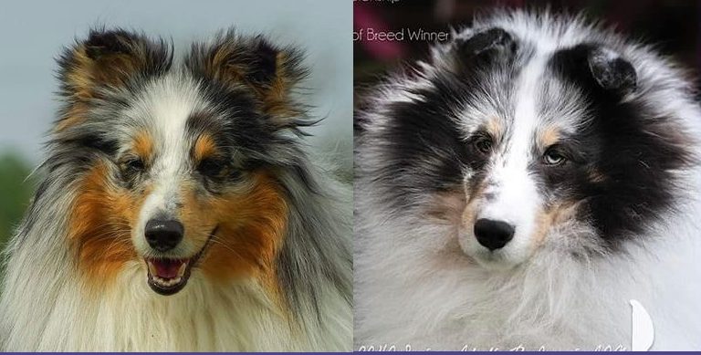 Typ angielski czy typ amerykański w Rasie Sheltie – co wybrać?