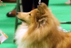 Głowa Sheltie