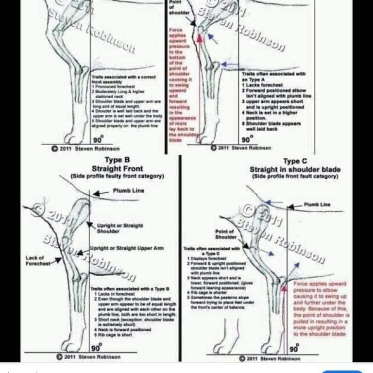 Budowa sheltie-Front
