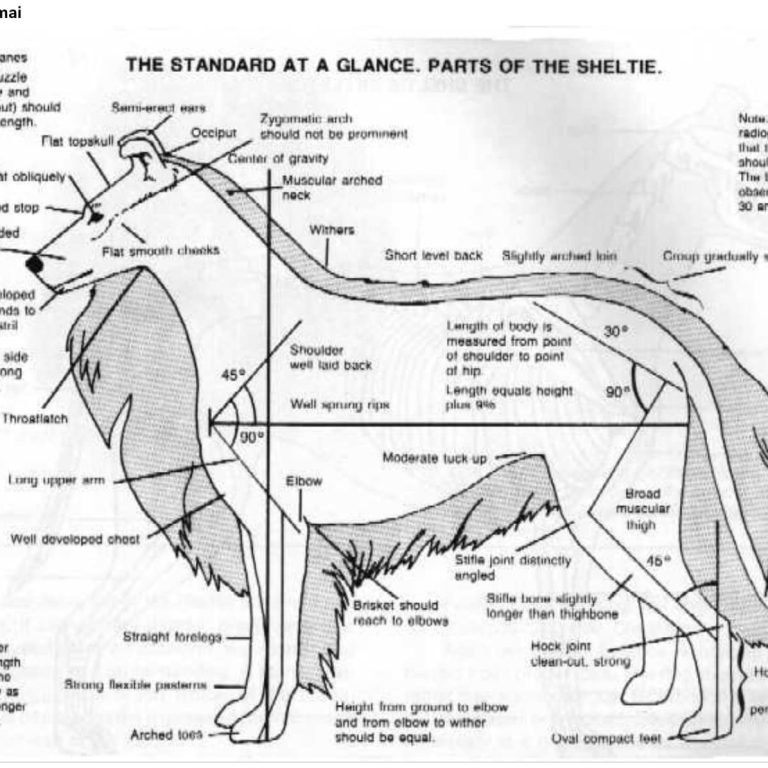 Budowa sheltie – Po co psu dobra budowa?