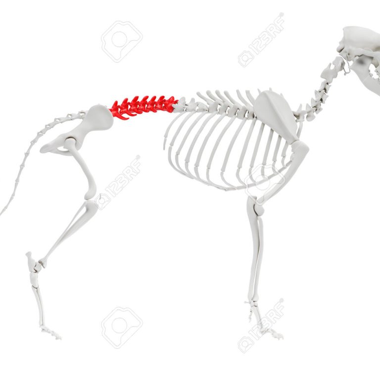 Budowa Sheltie – linia grzbietu